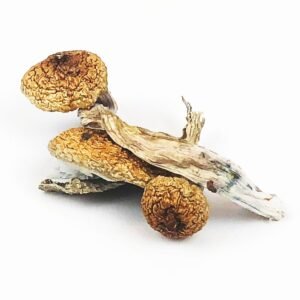 Blue Meanie Magic Mushrooms