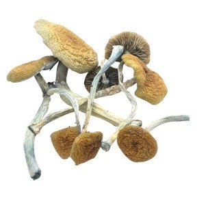 Mazatapec Mushrooms