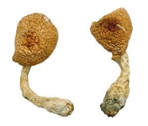 Psilocybe Azurescens