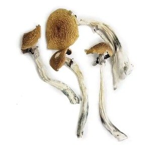Wavy Caps Mushrooms (Psilocybe cyanescens)
