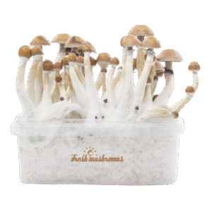 Magic Mushroom Grow Kit Mexican XP Fresh Mushrooms®