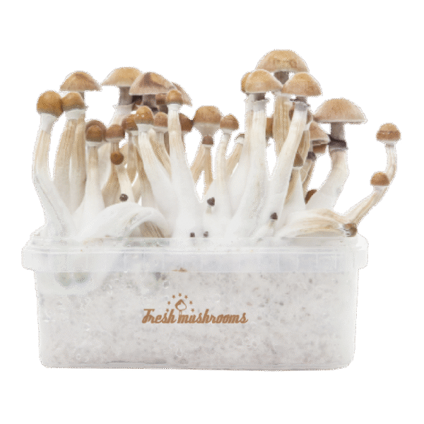 Magic Mushroom Grow Kit Mexican XP Fresh Mushrooms®