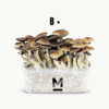 Magic Mushroom Grow Kit B+ by Mondo®