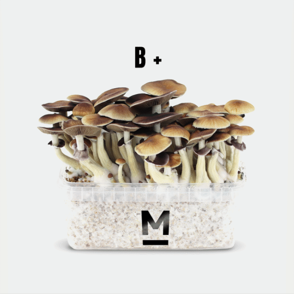 Magic Mushroom Grow Kit B+ by Mondo®
