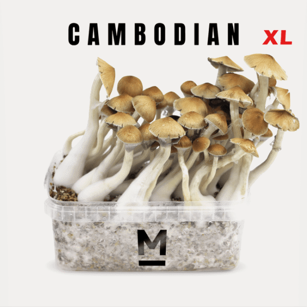 Magic Mushroom Grow Kit Cambodia XL by Mondo®