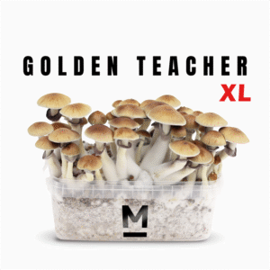 Magic Mushroom Grow Kit Golden Teacher XL by Mondo®