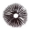 Magic Mushroom spore print | A-Strain