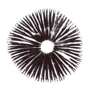 Magic Mushroom spore print | A-Strain