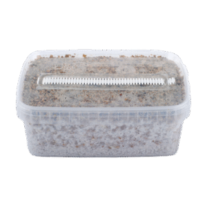 Short Dated Magic Mushroom Grow Kit